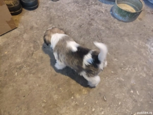 vand catel bichon havanez - imagine 2