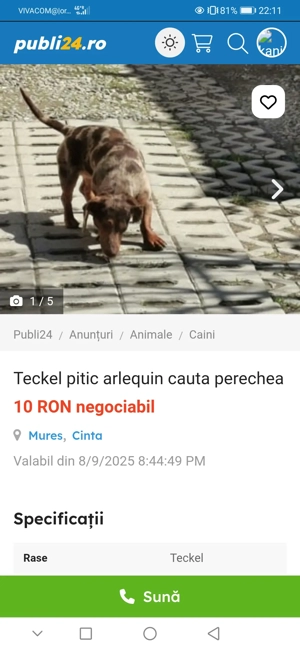 Teckel pitic arlequin masculin cauta perechea  - imagine 2