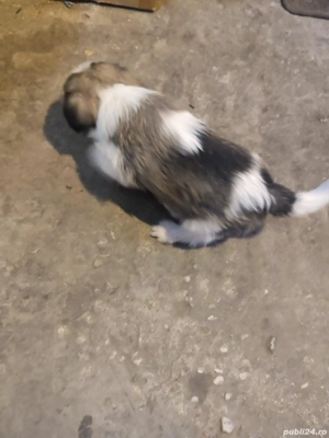 vand catel bichon havanez - imagine 4