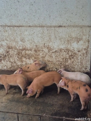 9 săptămâni Duroc cu marele alb prețul este pe bucata  - imagine 3