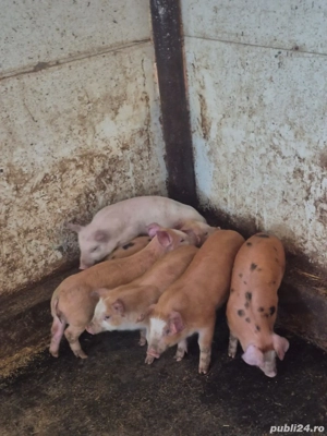 9 săptămâni Duroc cu marele alb prețul este pe bucata  - imagine 2
