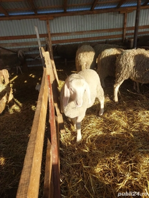 Vând berbecuț bergamasca  - imagine 2