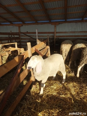 Vând berbecuț bergamasca 