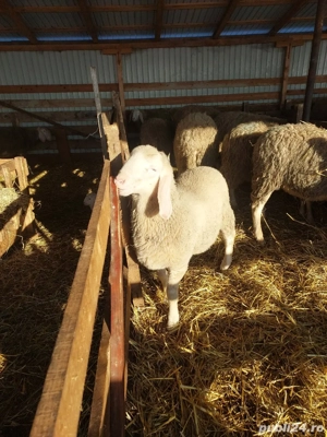 Vând berbecuț bergamasca  - imagine 3