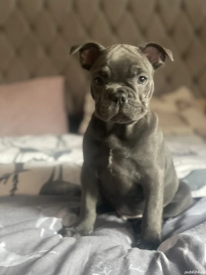 Buldog francez blue - imagine 3