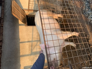 Vand porc, pret 17 lei kg( ușor negociabil). Pentru mai multe detalii sunați   - imagine 4