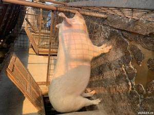 Vand porc, pret 17 lei kg( ușor negociabil). Pentru mai multe detalii sunați  