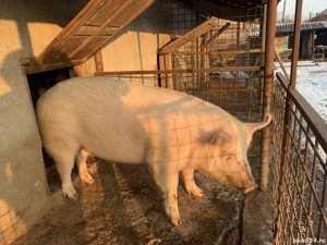 Vand porc, pret 17 lei kg( ușor negociabil). Pentru mai multe detalii sunați   - imagine 2