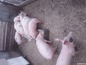 de vanzare grasuni de 3 luni - imagine 2