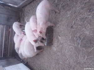 de vanzare grasuni de 3 luni - imagine 4