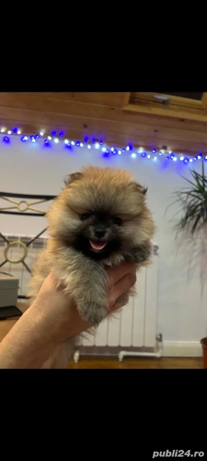 Pomeranian fetiță - imagine 3