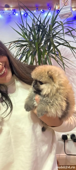 Pomeranian fetiță - imagine 2