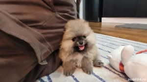 Pomeranian fetiță - imagine 4