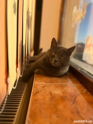 Pisică British - imagine 2