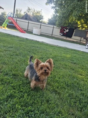Yorksire terrier mini toy - imagine 2