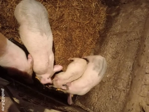 Vând trei purcei (2 masculi + 1 femelă) pic x bazna - imagine 2