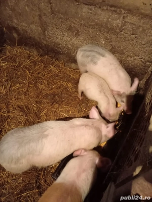 Vând trei purcei (2 masculi + 1 femelă) pic x bazna - imagine 5