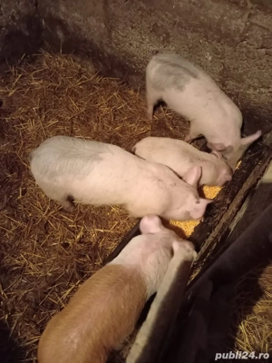 Vând trei purcei (2 masculi + 1 femelă) pic x bazna - imagine 4