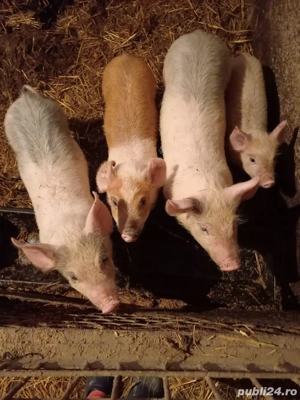 Vând trei purcei (2 masculi + 1 femelă) pic x bazna - imagine 3