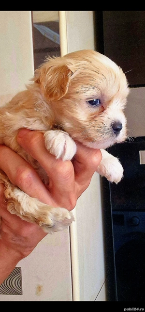 Baietel Maltipoo superb