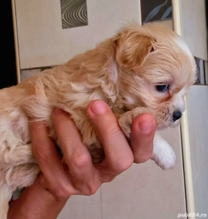 Baietel Maltipoo superb - imagine 3
