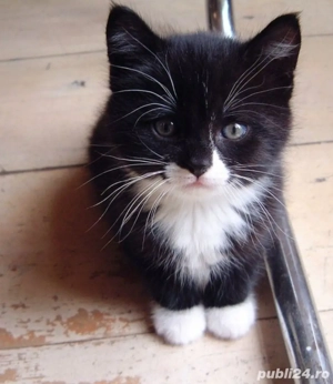 Siberiană de Pădure  - imagine 3