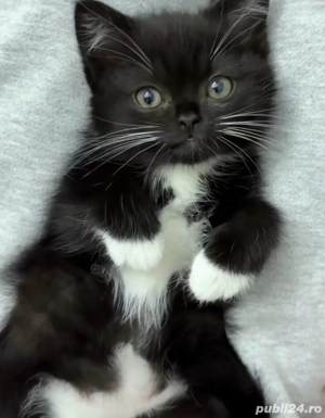 Siberiană de Pădure  - imagine 2