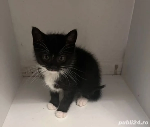 Siberiană de Pădure  - imagine 5