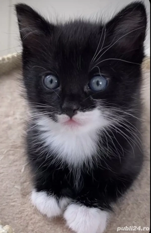 Siberiană de Pădure  - imagine 4