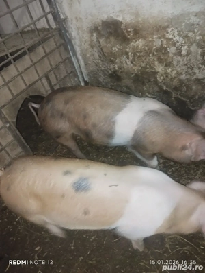 Vand soldani - imagine 3