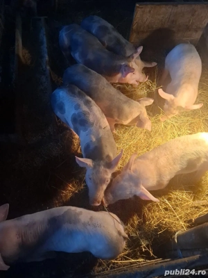 de vinzare 5 purcei - imagine 2