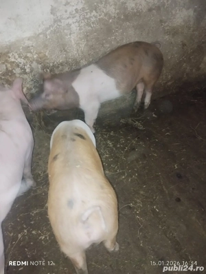 Vand soldani - imagine 4