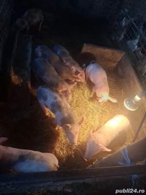 de vinzare 5 purcei - imagine 4