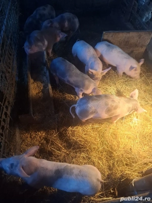 de vinzare 5 purcei - imagine 5