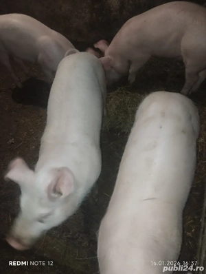 Vand soldani - imagine 2