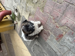 Catei talie mica bichon 