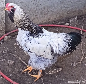 Vând cocoși Australorp și Ameraucana - imagine 2