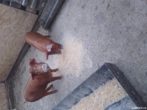 de vanzare 2 purcele de 12 saptamani  - imagine 3