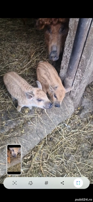 Mangalița de vanzare - imagine 3