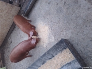 de vanzare 2 purcele de 12 saptamani 