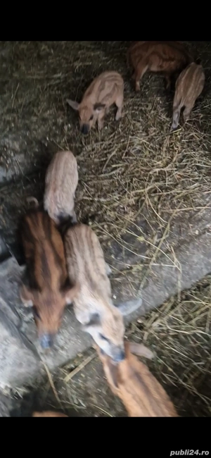 Mangalița de vanzare - imagine 4