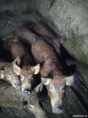 soldani 35 45 kg mangalita cu duroc - imagine 2