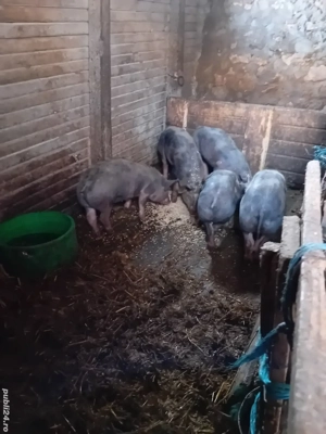 Purcei pietrain 25-30 kg