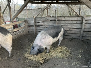 Vând pentru sacrificat  - imagine 5