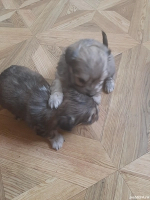 Puiuți de bichon de vanzare  - imagine 4