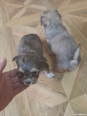 Puiuți de bichon de vanzare  - imagine 2