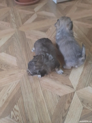 Puiuți de bichon de vanzare 