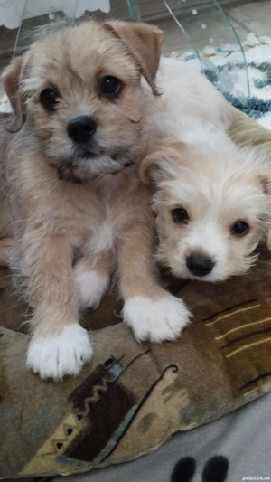 Shih Tzu 3 luni - imagine 4