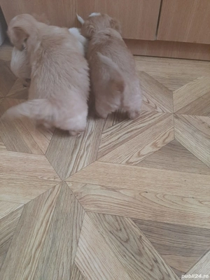 Puiuți de bichon de vânzare 