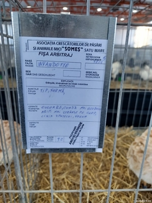 Oua de incubat  din rasa new hamphisire și wyandotte pitic 